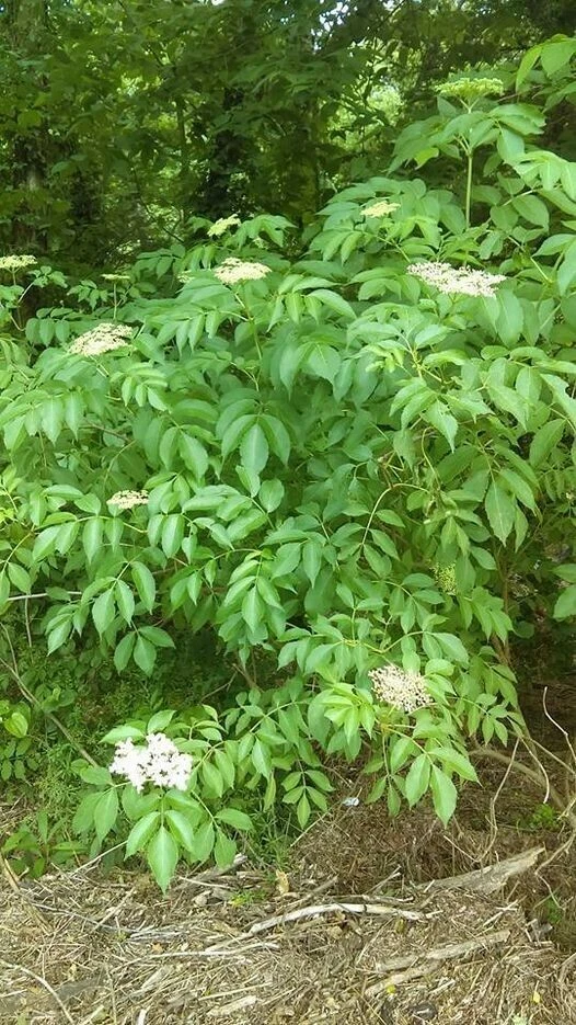 American Elderberry Cuttings Wholesale 50 Pack Unrooted Sambucus canadensis Shrubs for Propagation