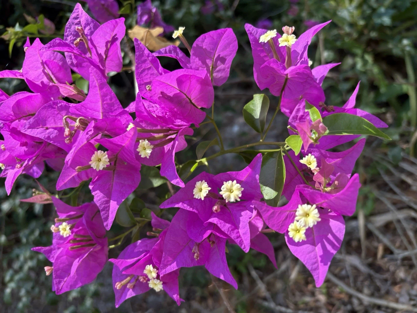 Purple Bougainvillea Cuttings – 6 Unrooted Lavender Flowering Climbing Ornamental Plant Bougainvillea spp.