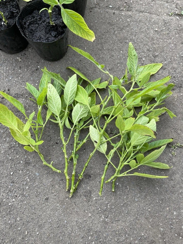 Pepino Melon Cuttings – 10 Live Unrooted Solanum Muricatum Vining Plant for Propagation and Garden Growing