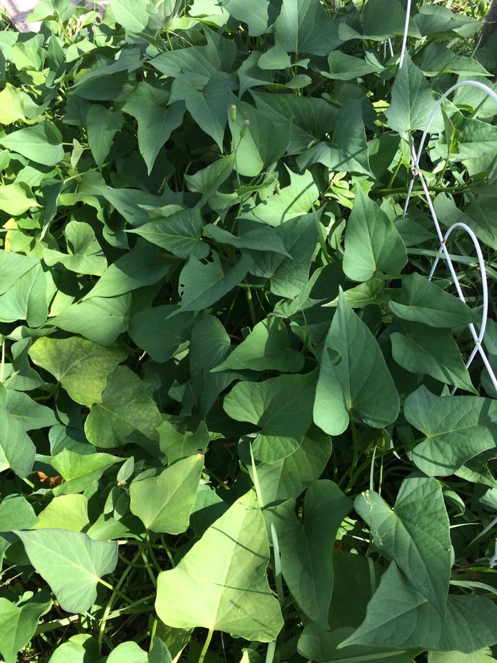 Okinawa Purple Sweet Potato Slips – 10 Live Unrooted Ipomoea Batatas Cuttings for Planting, Vining, Edible Tuber, Full Sun
