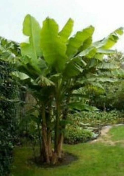 Gran Nain Banana Tree Rooted Starter Plant Musa acuminata Tropical Fruit Plant