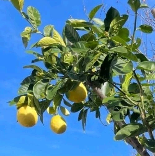 Unrooted Ponderosa Lemon Cutting – Citrus limon ‘Ponderosa’ Propagation Grafting Material, 6–8 Inches