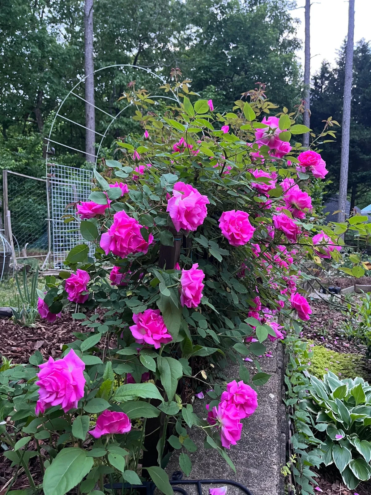 Zephirine Drouhin Rose Cuttings, 5 Live Unrooted Climbing Rose Propagation Cuttings, Pink Flowers, Rosa 'Zephirine Drouhin'