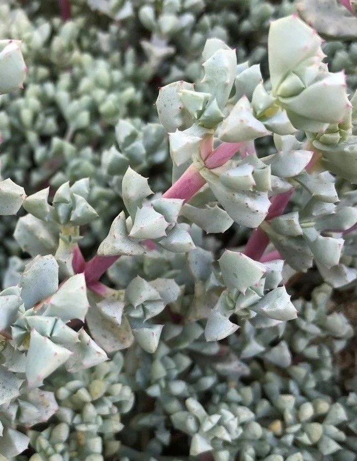 Oscularia deltoides Cutting Pack – 3 Unrooted Succulent Cuttings, Blue-Green Triangular Leaves, Propagation, Rock Garden, Container Plant