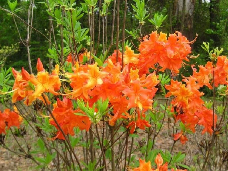 Frontier Gold Aromi Azalea Starter Plant – Deciduous Rhododendron with Yellow Blooms, Ornamental Shrub for Garden or Container Planting