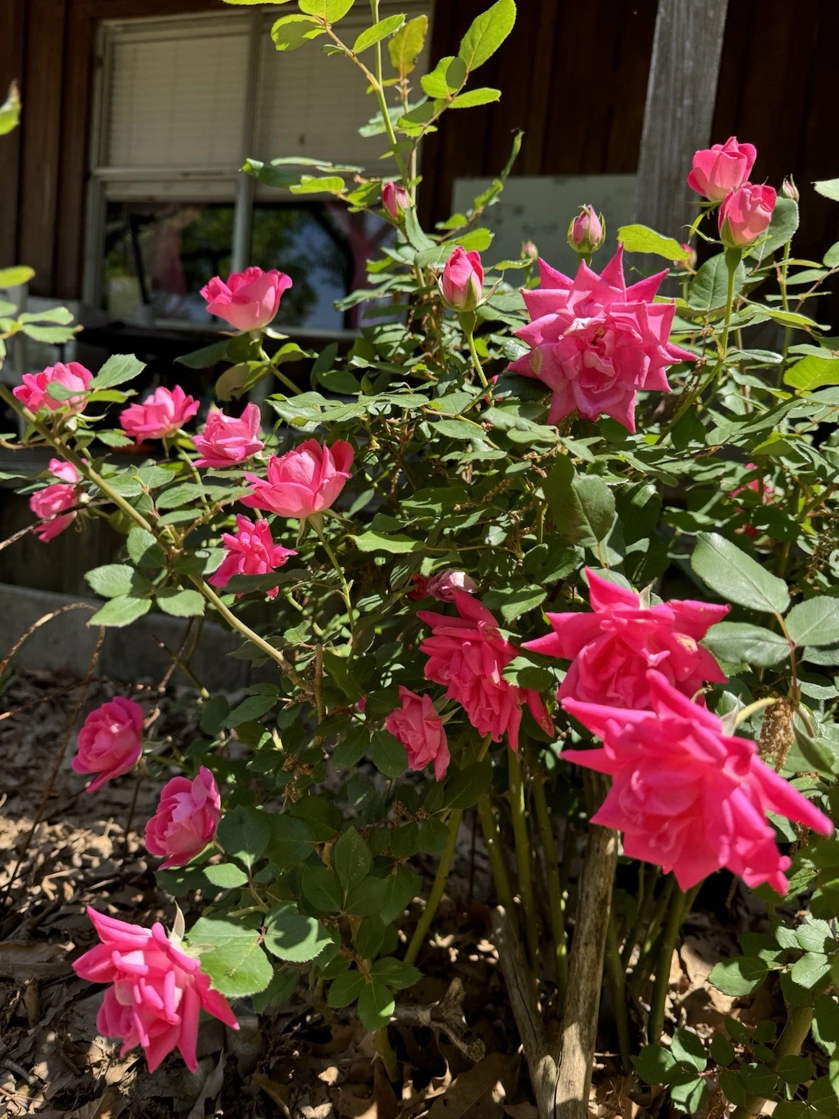 Double Pink Knock Out Rose Rooted Cuttings Live Rose Shrubs for Garden, Container, Landscape Rosa ‘Double Pink Knock Out’