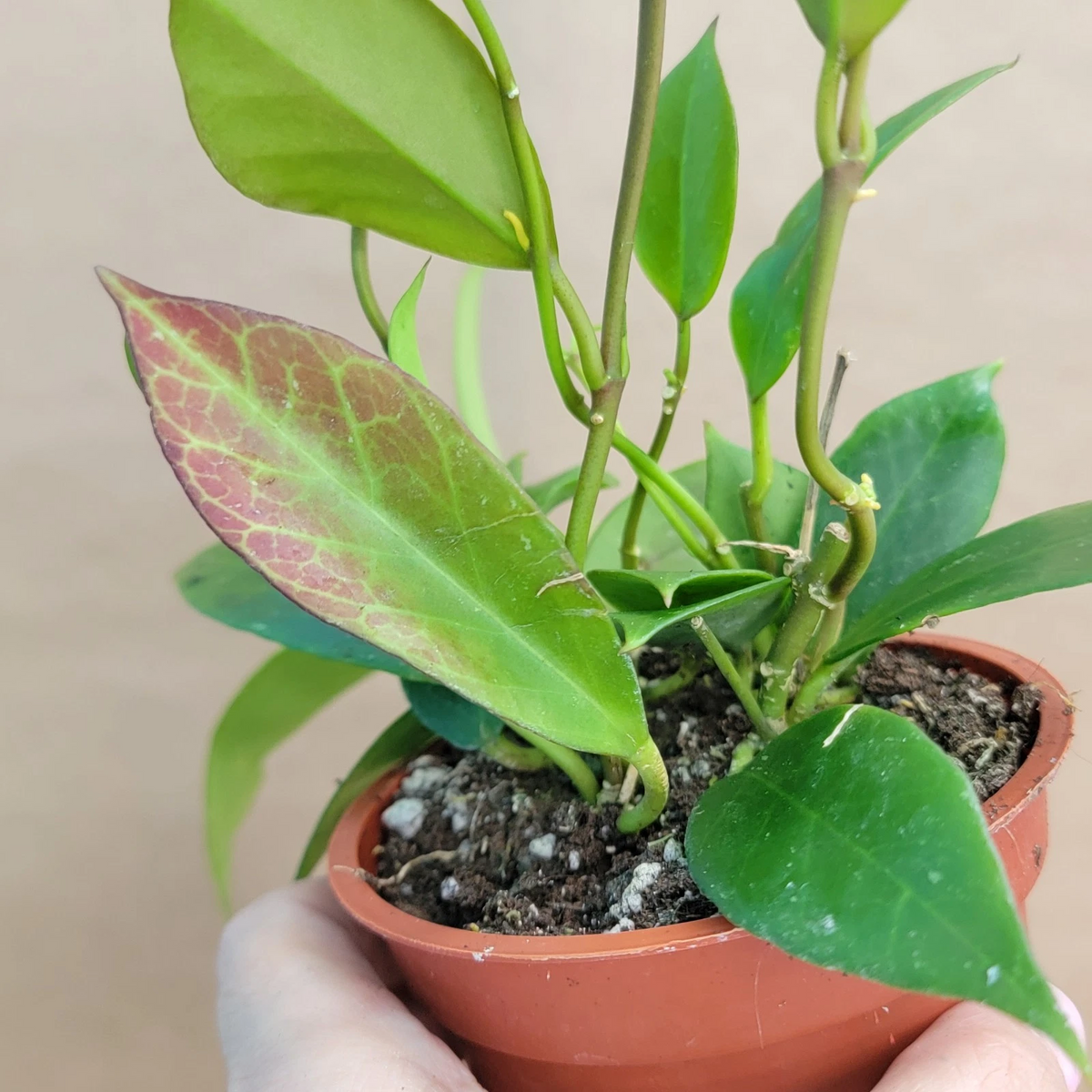 Hoya Sunrise Live Plant in 4-Inch Pot, Rare Indoor Houseplant, Hoya carnosa 'Sunrise', Vining Foliage