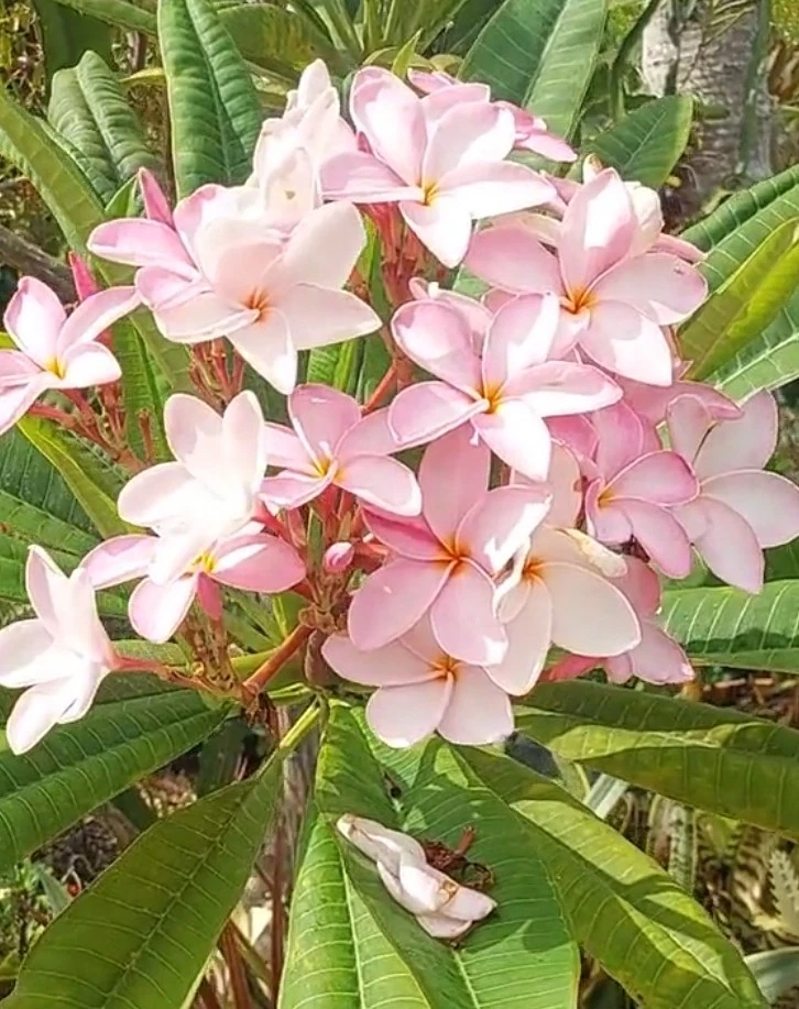 Pastel Pink Plumeria Cutting – 10 Inch Live Frangipani Propagation Plant, Tropical Flowering Plant for Garden or Patio
