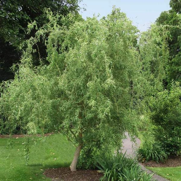 Corkscrew Willow Cuttings – 15 Unrooted Propagation Cuttings, Salix matsudana ‘Tortuosa’, Twisted Branch Ornamental Tree