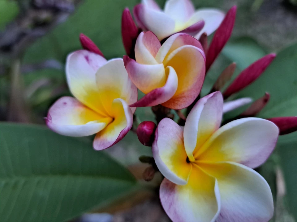 Unrooted Plumeria rubra Cuttings – 2 Tropical Frangipani Propagation Plants, 10-12 Inch Long, Flowering Tree Plant Material
