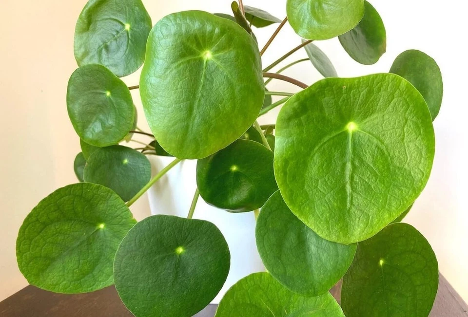 Live Pilea Peperomioides Plant – Chinese Money Plant, 4–7 Inch Tall Indoor Houseplant, Bare Root, Green Foliage