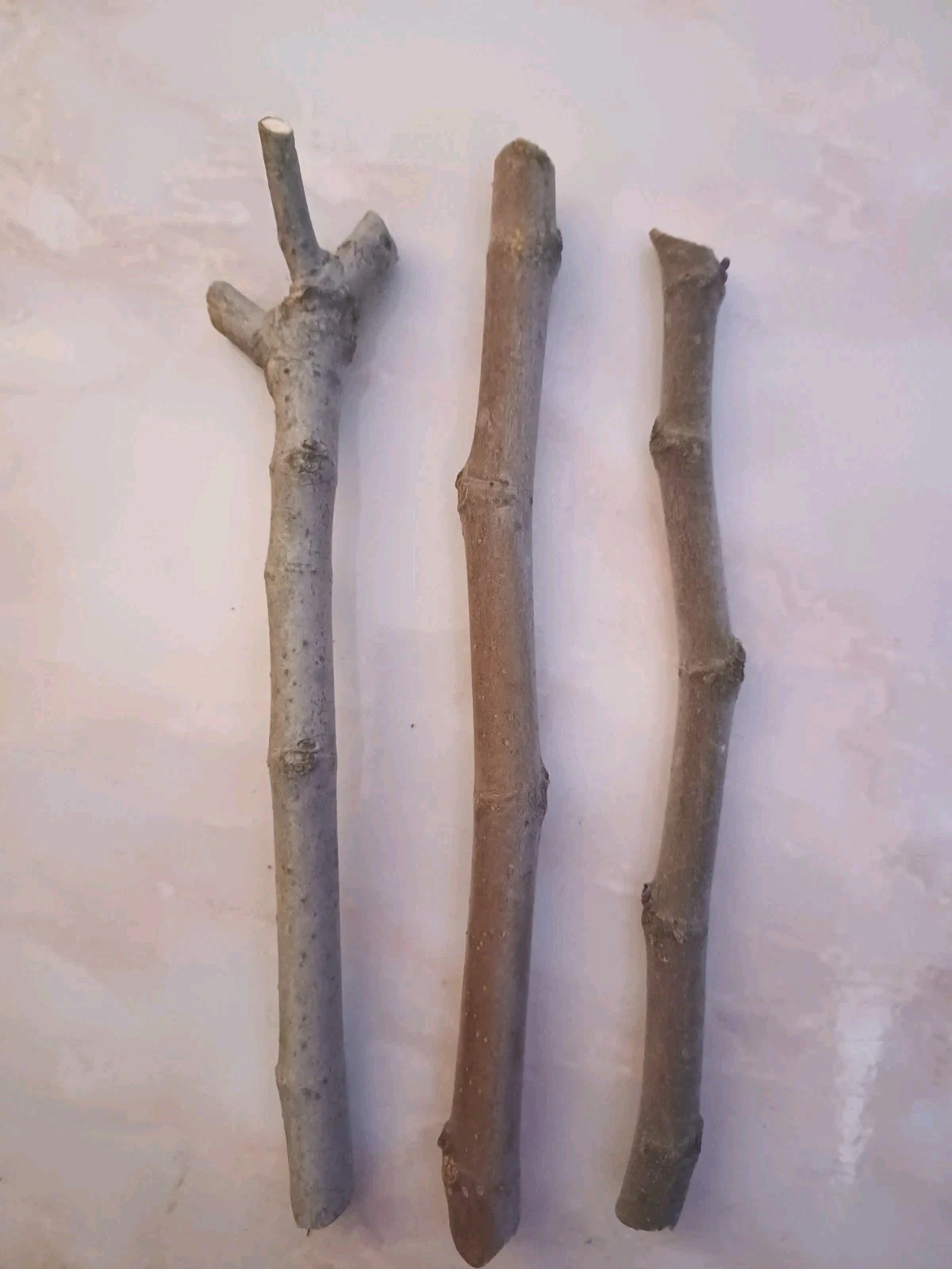 Fig Tree Cuttings, 3 Unrooted Ficus carica Hardwood Propagation Cuttings for Grafting or Rooting