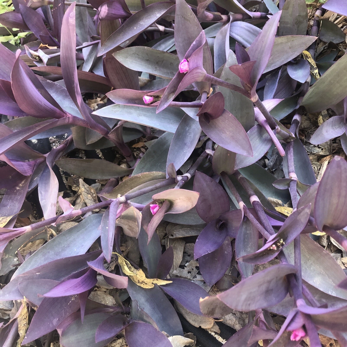Purple Heart Tradescantia Pallida Cuttings – 6 Live Unrooted Wandering Jew Plant Cuttings, Trailing Foliage, Perennial Houseplant