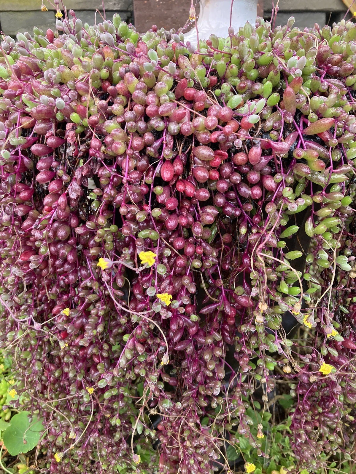 Othonna Capensis Ruby Necklace Succulent Cuttings – Trailing Hanging Plant, 4-6 Inches, Propagation, Indoor/Outdoor, Red Tones