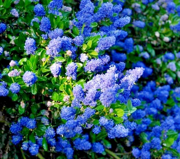 California Lilac Cuttings – 3 Unrooted 6-Inch Ceanothus Native Flowering Shrubs for Propagation