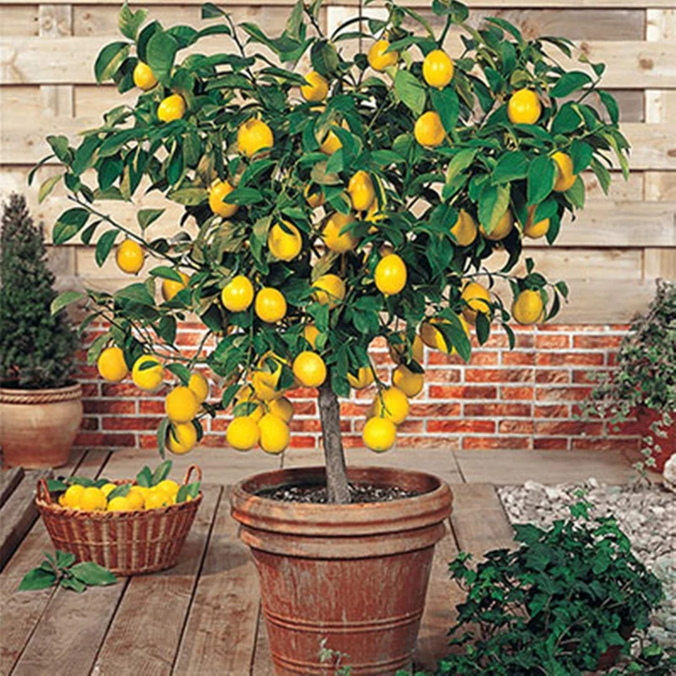 Meyer Lemon Tree Live Plant – Citrus meyeri Starter Tree, 9–14 Inches, Potted Citrus for Home Growing