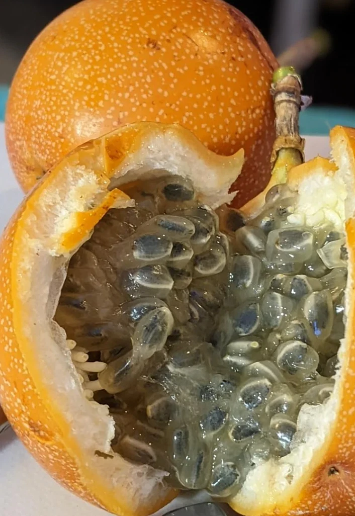 Sweet Granadilla Vine Cuttings – 6 Unrooted Passiflora ligularis Climbing Plant Propagation