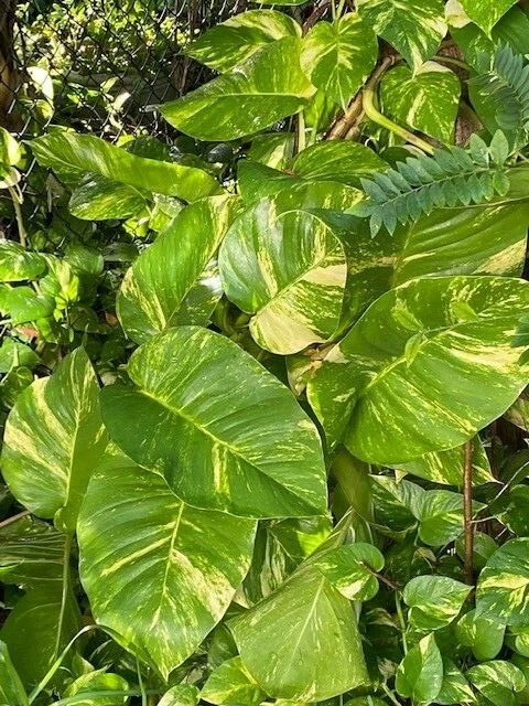 Variegated Golden Queen Pothos Cuttings – 6 Live Unrooted Epipremnum aureum Trailing Houseplant