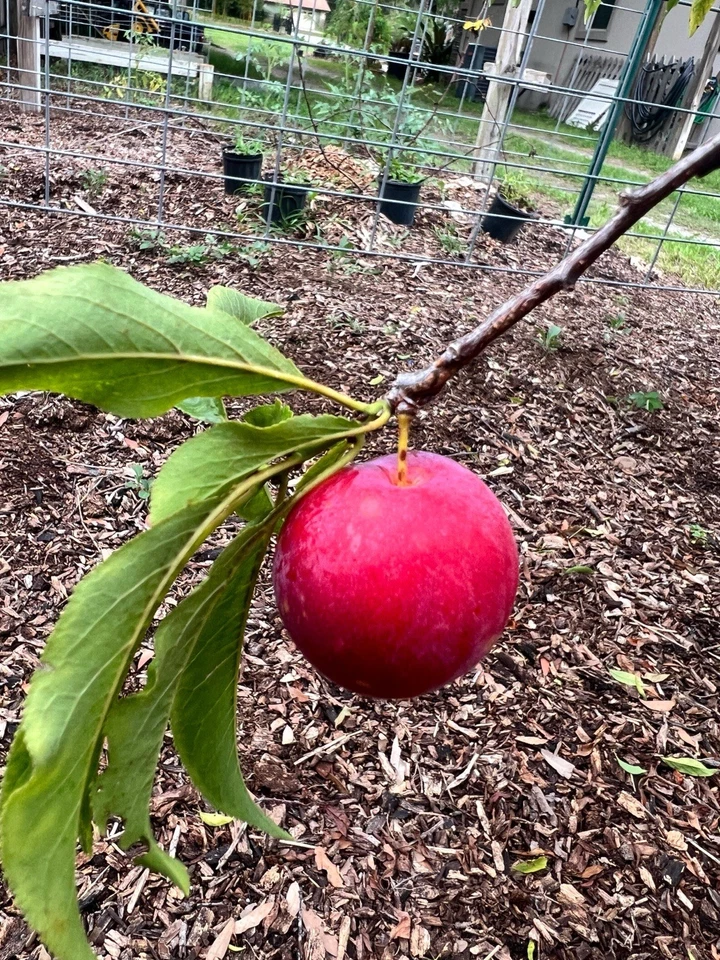 Scarlet Beauty Plum Scion Cuttings for Grafting – Unrooted Fruit Tree Propagation Material