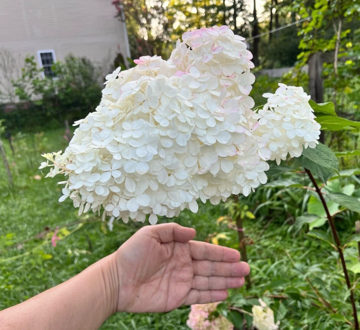 Unrooted Vanilla Strawberry Hydrangea Cuttings, Hydrangea paniculata Propagation Bulk Set of 18