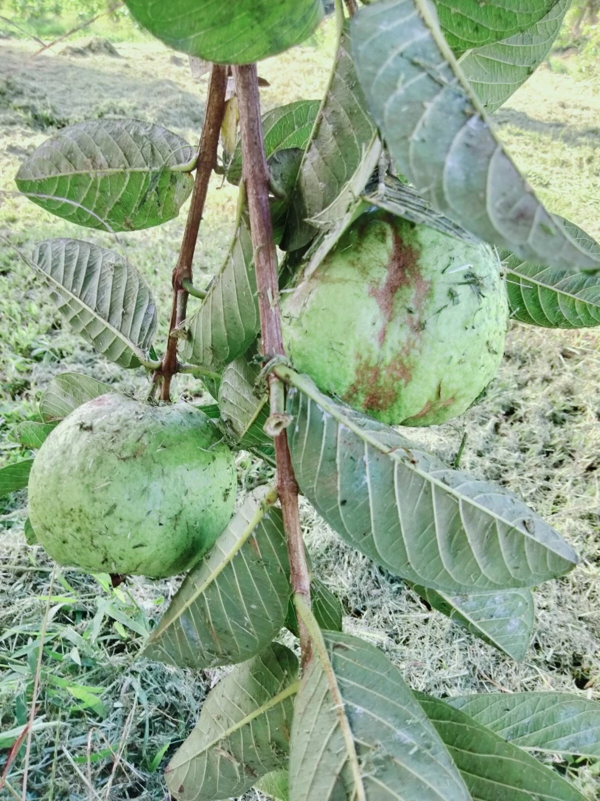 Unrooted Guava Tree Cuttings 4-5 Inches for Rooting or Grafting - Psidium guajava Scions Set of 3
