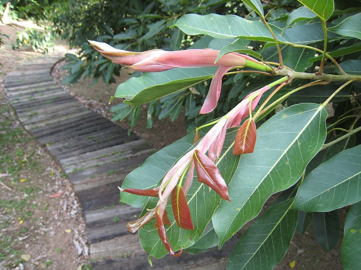 Ficus Subpisocarpa Cuttings – Unrooted Live Ornamental Tree Propagation Material, Tropical Ficus, Ficus subpisocarpa