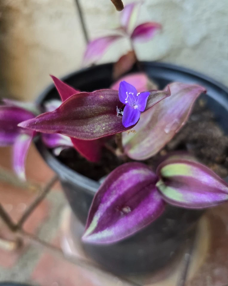 Purple Wandering Jew Cuttings – 12 Unrooted Tradescantia Zebrina Live Plant Trailing Houseplant 4–6 Inches