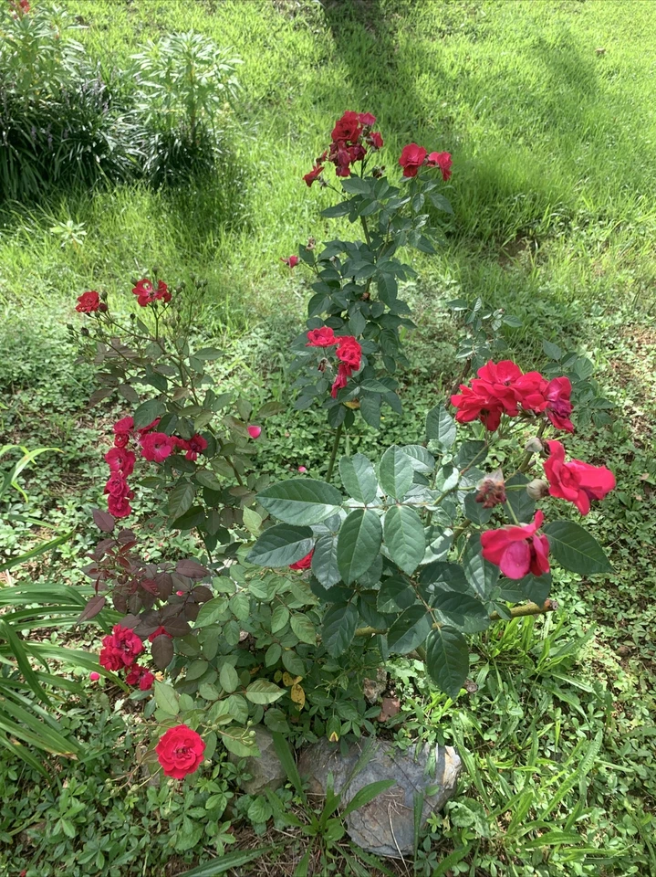 Cherry Red Rose Cuttings – 3 Live Unrooted 7-Inch Rosa spp. Flowering Ornamental Plant for Garden & Container