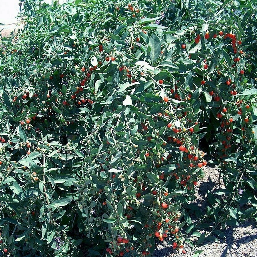Goji Berry Cuttings – Lot of 20 Unrooted Lycium barbarum Propagation Cuttings for Outdoor Berry Shrub