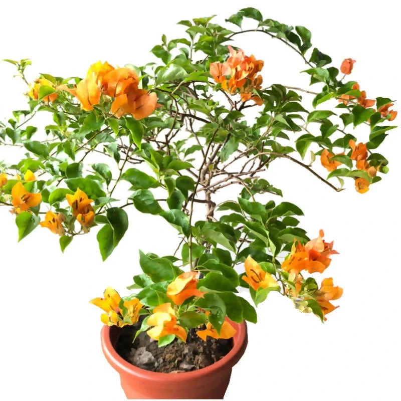 California Gold Bougainvillea Rooted Plants – Set of 2 Live Flowering Vines, Bare Root, Golden Yellow Bracts, Climbing, Outdoor Garden