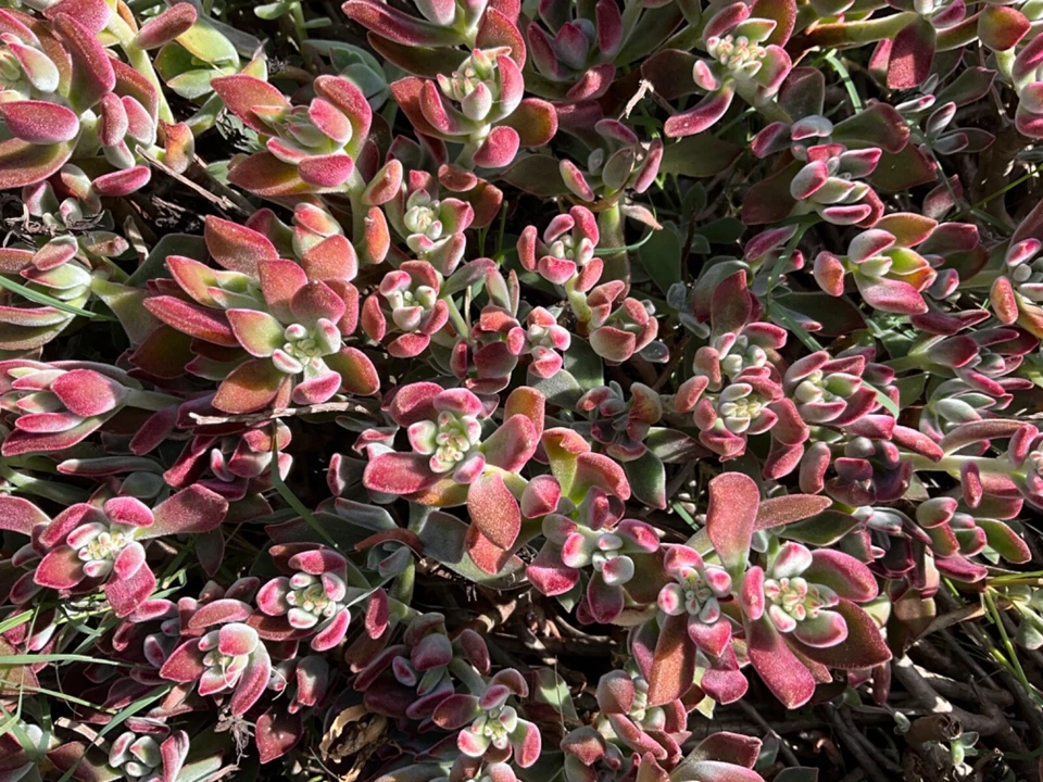Red Burgundy Velvet Echeveria Cuttings – 4 Unrooted Succulent Propagation Plants, Echeveria pulvinata ‘Oliver’