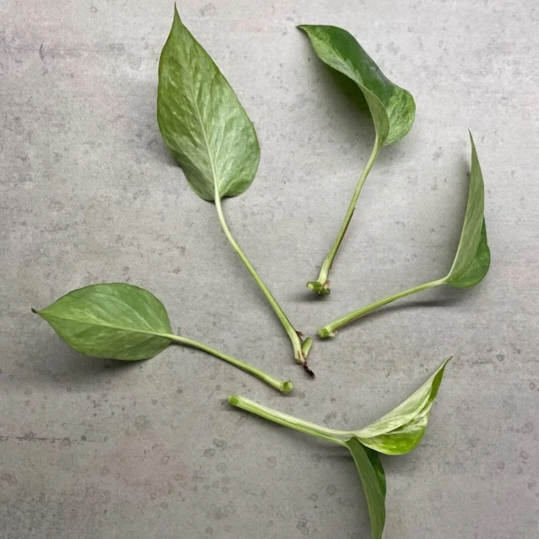 Marble Queen Pothos Cuttings Set of 4 Unrooted Epipremnum aureum Variegated Houseplant Propagation