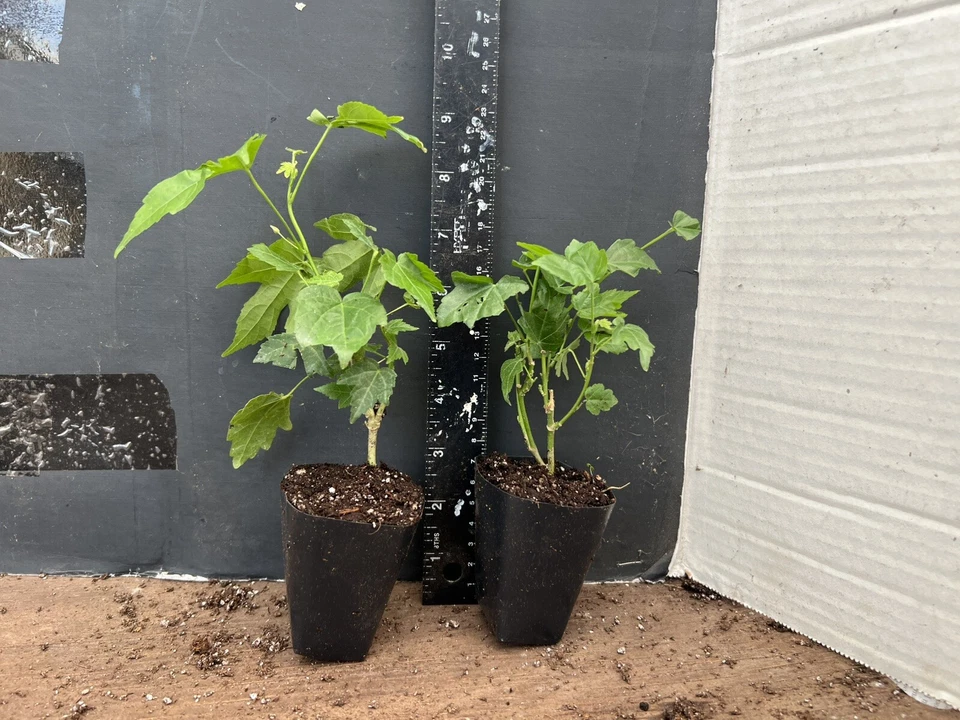 Pink Abutilon Flowering Maple Starter Plant – Live Rooted Ornamental Plant for Containers & Garden