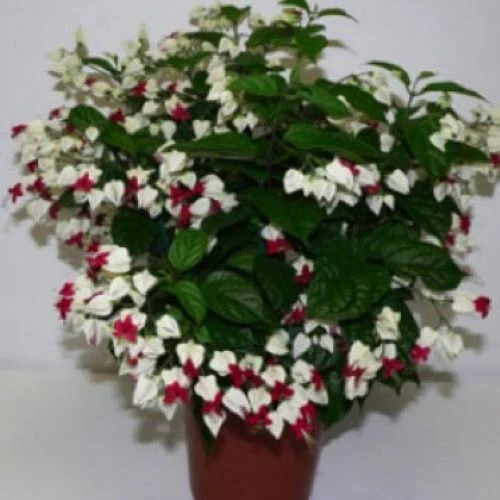 Bleeding Heart Vine Starter Plant – Rooted Clerodendrum thomsoniae with White and Red Flowers, Tropical Climbing Vine
