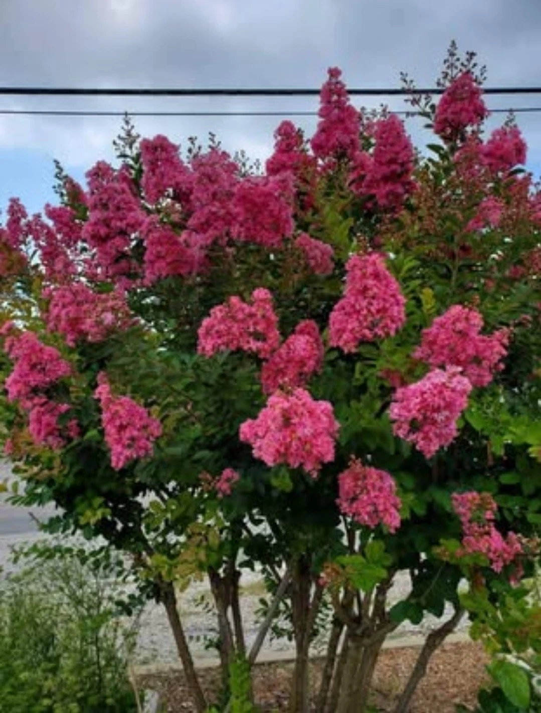 Pink Velour Crape Myrtle Cuttings - Unrooted Live Lagerstroemia indica for Propagation