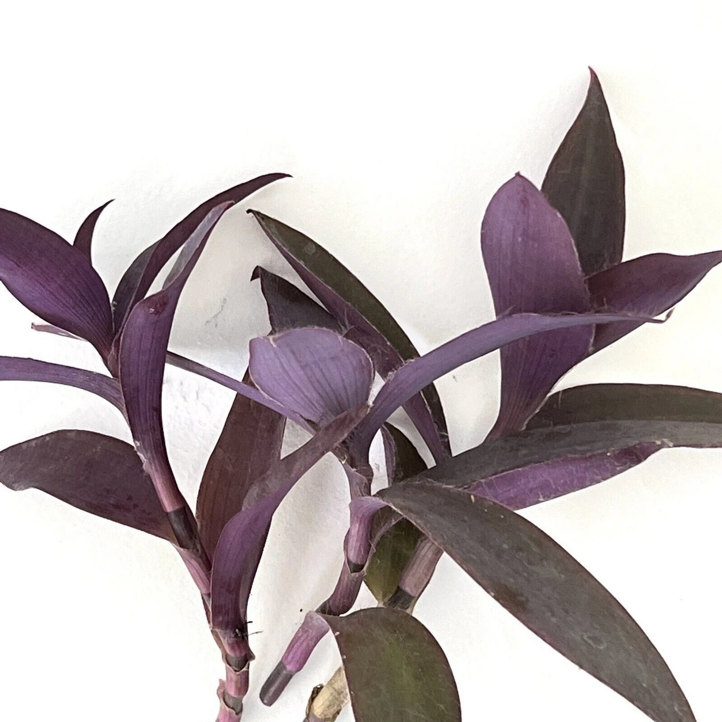 Tradescantia Pallida Purple Heart Live Unrooted Cuttings – Purple Queen Trailing Houseplant, Propagation, Indoor & Outdoor