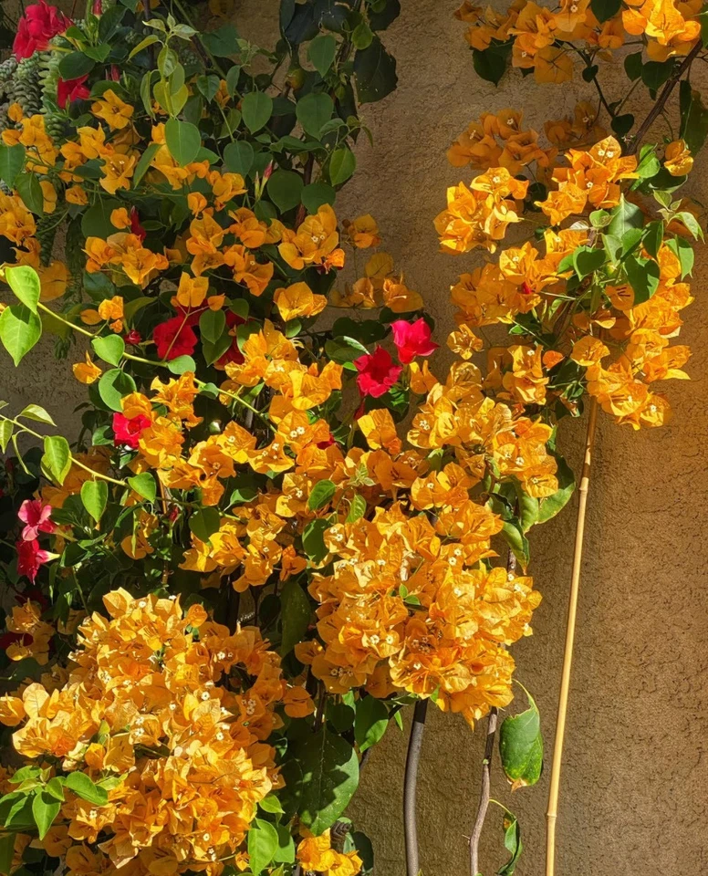 California Gold Bougainvillea Rooted Plants – Set of 2 Live Vines for Garden or Container Growing, Golden Yellow Bracts, Climbing, Bougainvillea spp.