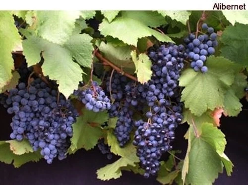 Hardy Blue Grape Cuttings Andre – 10 Dormant Cold Climate Grape Vine Propagation Unrooted Vitis sp.