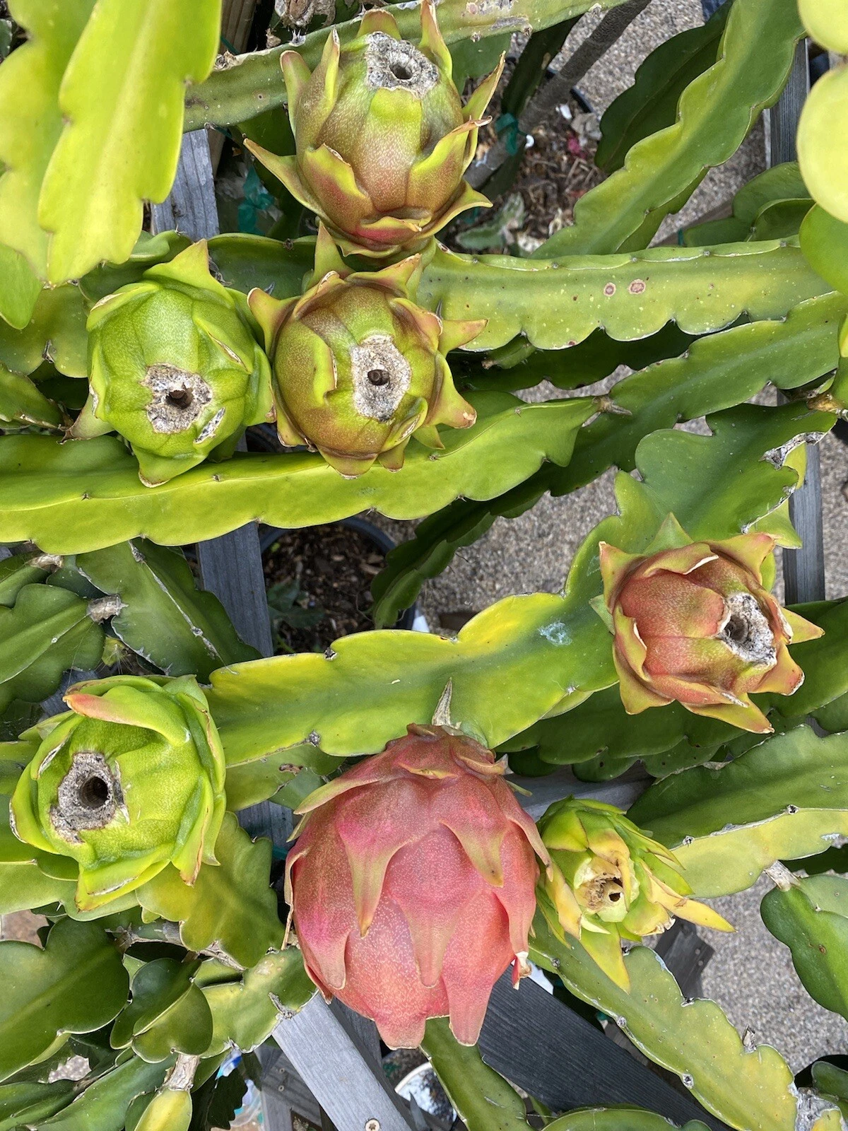 American Beauty Dragon Fruit Cuttings - Red Flesh Pitaya, Unrooted, 2 Pieces, 1 Foot Long, Hylocereus Selenicereus