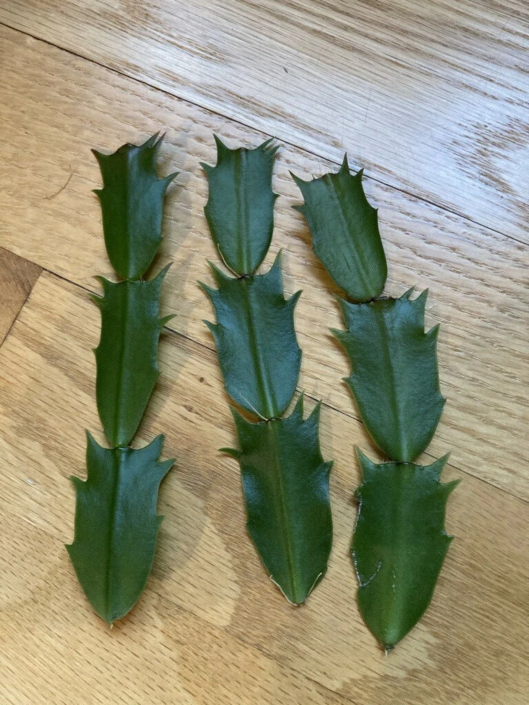 Pink Fuchsia Thanksgiving Cactus Cuttings - Unrooted Schlumbergera truncata Segments for Propagation