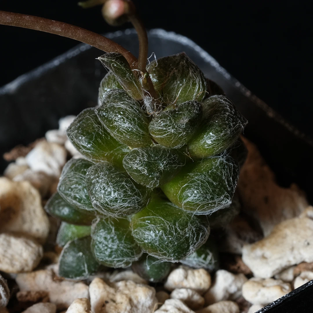 Succulent Plant in 2-Inch Pot | Anacampseros baeseckei | Compact Rosette Fleshy Leaves