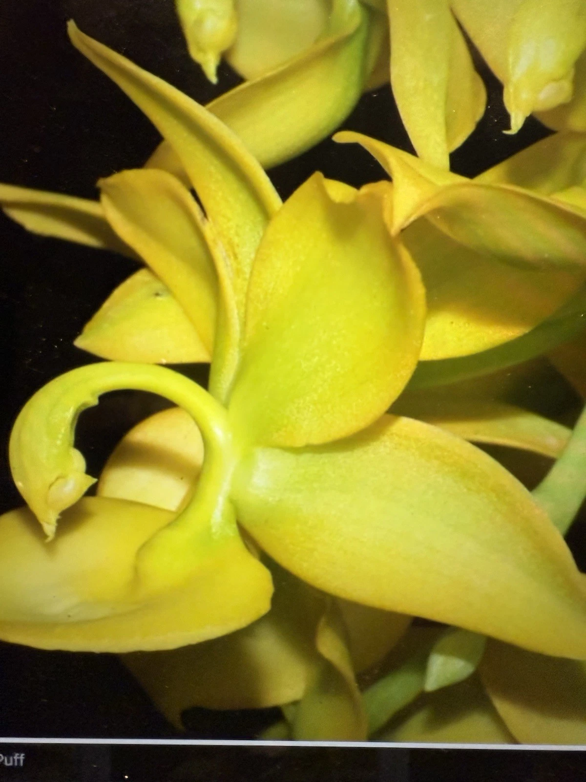 Cyc. Taiyhoung No.1 Orchid Bulb – Yellow Hybrid, Bare Root Live Orchid Plant for Potting or Mounting