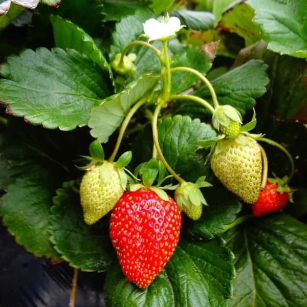Everbearing Strawberry Bare Roots Set of 10 – Cold Hardy Fragaria × ananassa ‘Fort Laramie’ for Garden & Container Growing