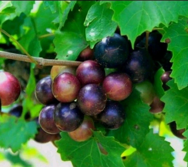 Unrooted Muscadine Grape Cuttings – Vitis rotundifolia, Native Southern Vine, Male & Female Propagation Cuttings