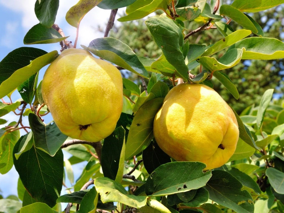 Unrooted Honey Quince Cuttings – 5 Cydonia oblonga Propagation Material for Rooting and Growing