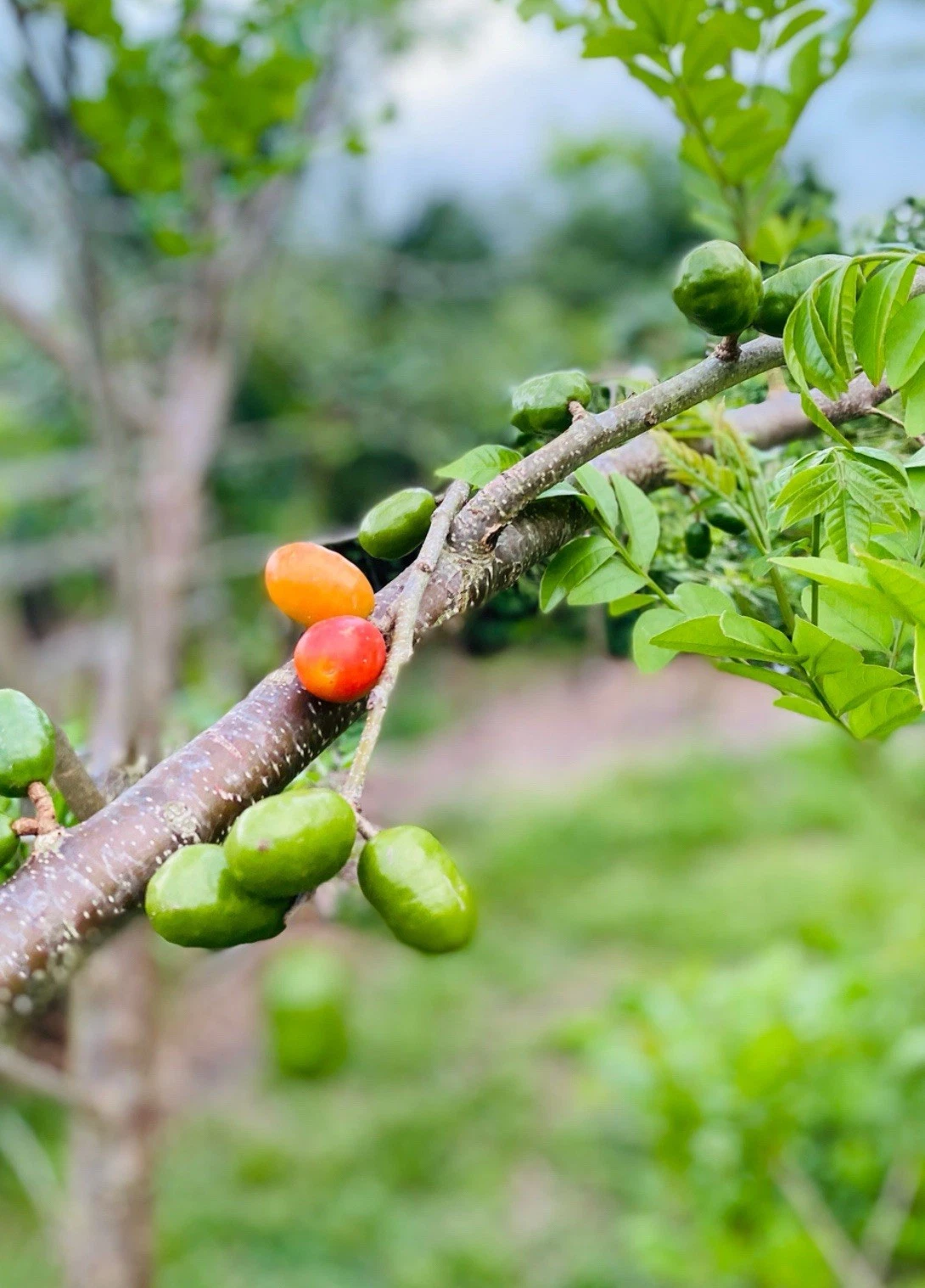 Hog Plum Cuttings – 5 Fresh Jamaican Red Coat Plum Cuttings Spondias purpurea for Propagation and Tropical Gardens