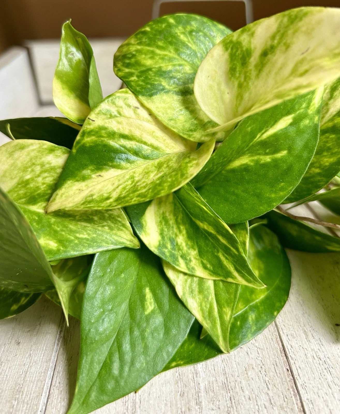 Rooted Pothos Cuttings – 10 Live Indoor Houseplants, Epipremnum Aureum Trailing Vines for Propagation