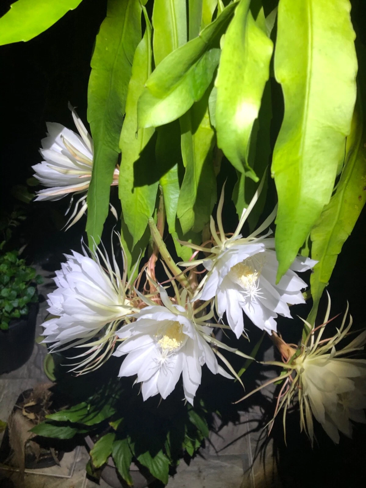 Queen of the Night Orchid Cactus Cutting Epiphyllum oxypetalum Night Blooming Houseplant, Rooted Cactus for Indoor & Outdoor