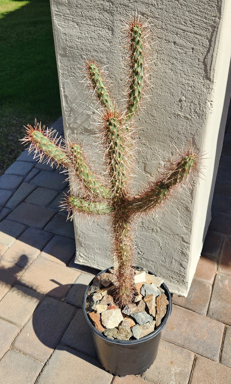 Red Teddy Bear Cholla Cactus Cutting – Cylindropuntia x Campii Live Segment for Propagation