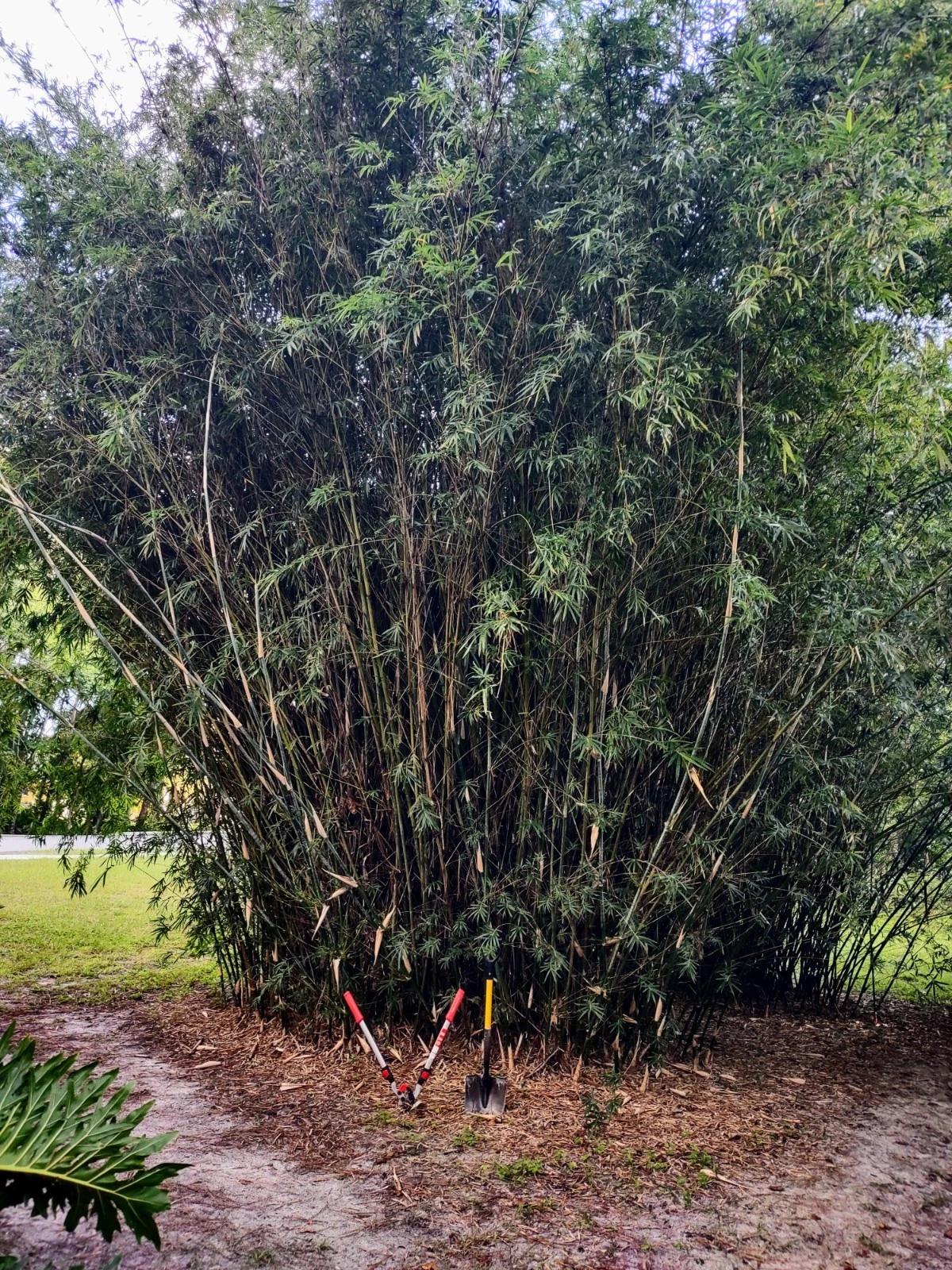 Green Hedge Clumping Bamboo Starter Plant – Bambusa multiplex for Privacy Hedge & Garden Landscape